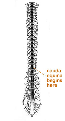 diagram of human spine - cauda equina