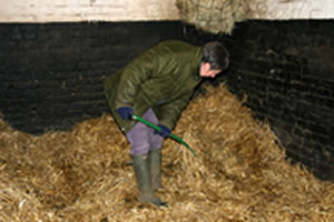 stooped posture can cause lower back pain, image of person mucking out a stable