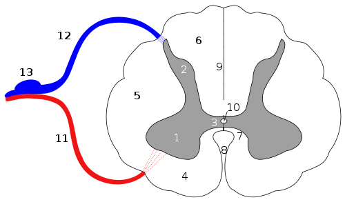 diagram of a cross section of the spinal cord showing the greay and white matter