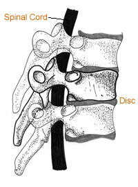 spinal cord